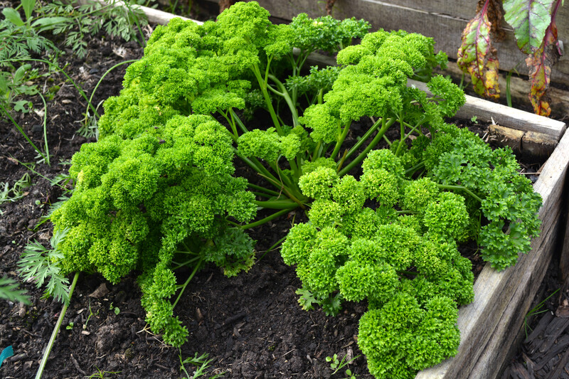 outdoor space hedges